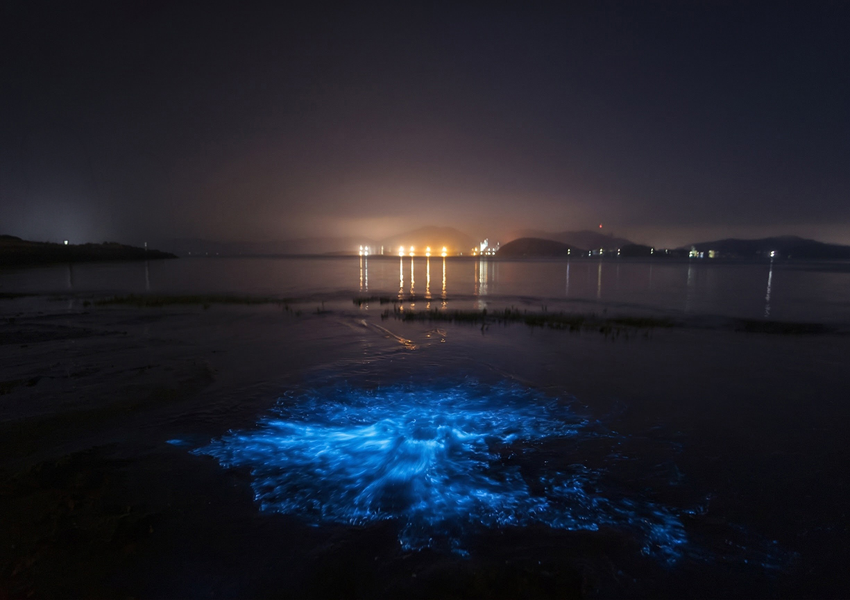 국내 야광충 Noctiluca scintillans 가이드